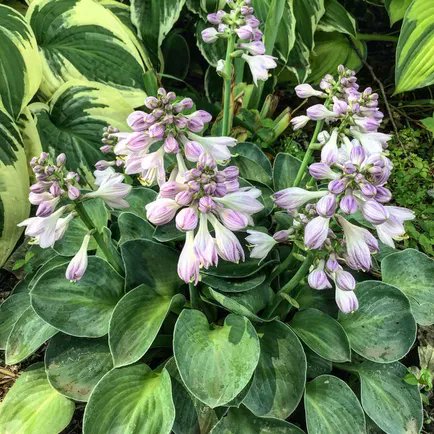 east_sj's tweet photo. Look through this article to see what a Hosta #garden design can bring to your home. #landscape  https://t.co/JmzX4cpvZo https://t.co/MRzN6lIkzv