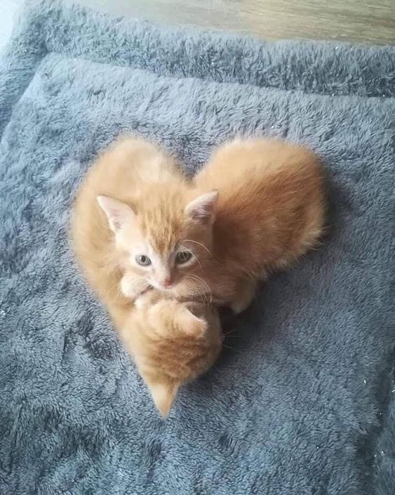 catshealdeprsn's tweet image. 