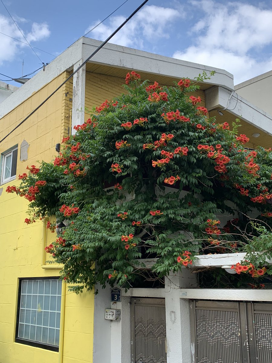 능소화 가득하던 광안리의 길목들