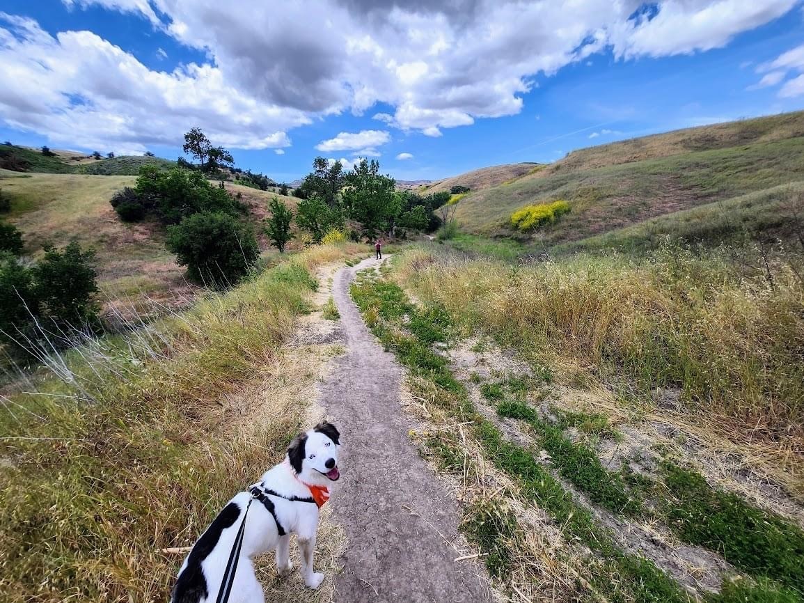 In case you have ever been curious about the impact a #foster home can have on an adoptable pet...we think Tourmaline's smile says it all. That is the look of a happy & confident pup! 🥰 You, too, can have this impact. Sign up to foster a pet near you: bfas.io/4xW9