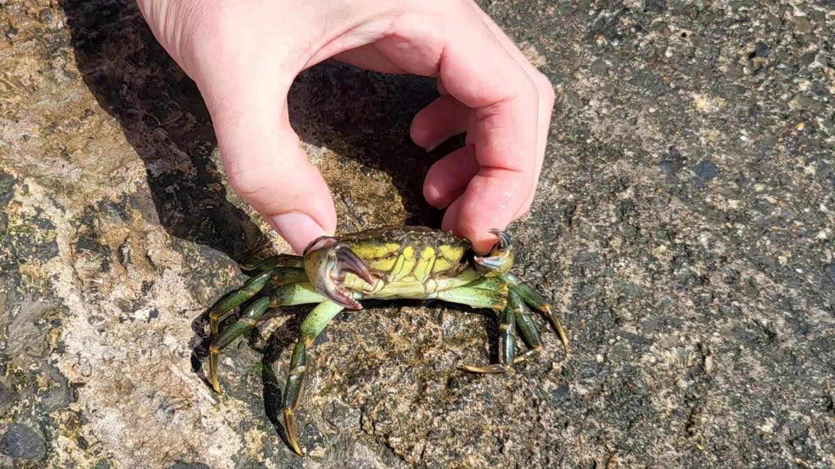 JJohnFoyle's tweet photo. Crabbing.
Thrown back in afterwards
#sunday
#clevedonseafront https://t.co/jT2JGSw0uZ