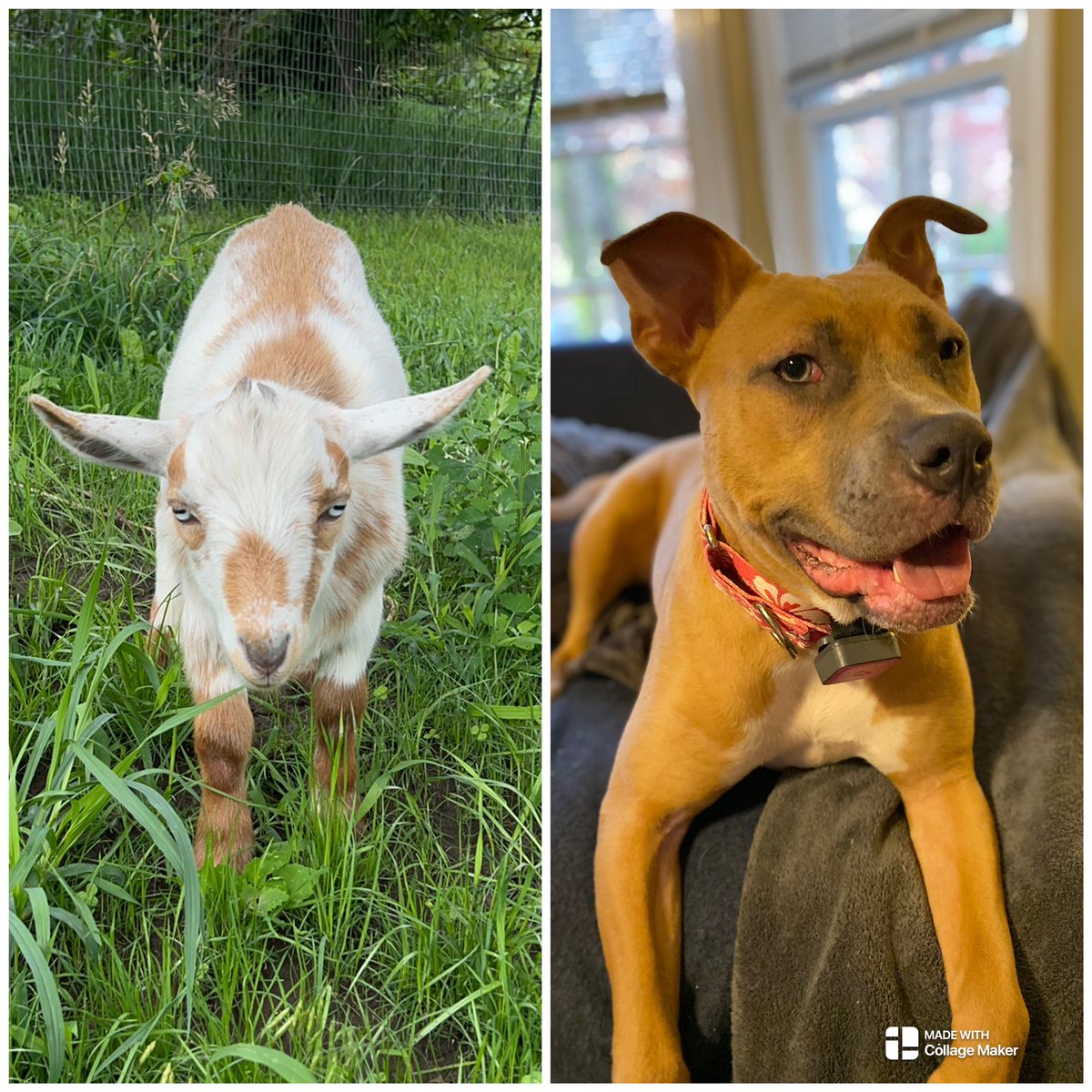 ThePrincess's tweet photo. So I was laying in bed and something hit me like a ton of bricks … we might have a type. 🤣 Meet my goats and dogs. #goats #dogs  #twinning https://t.co/wqK6oLvuJF