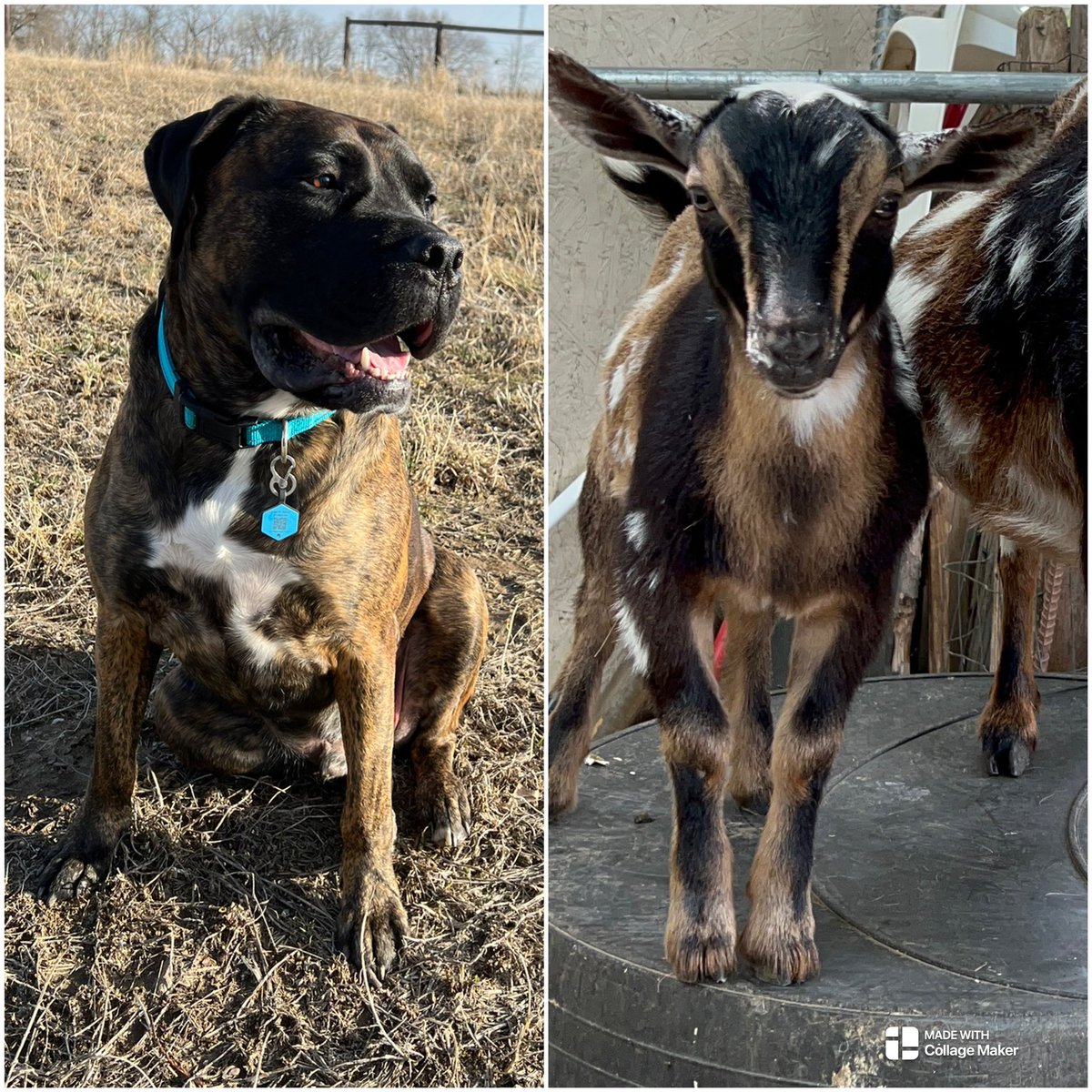 ThePrincess's tweet photo. So I was laying in bed and something hit me like a ton of bricks … we might have a type. 🤣 Meet my goats and dogs. #goats #dogs  #twinning https://t.co/wqK6oLvuJF