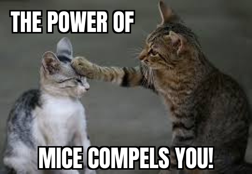 The power of mice compels you!
#meme #joke #haha #lmao #memes #cute #cat #kitten