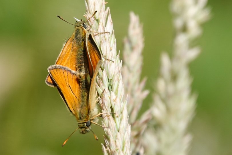 John C (@john1coakley) on Twitter photo Weston Wood part 3 with @bcwarks . Purple Hairstreaks another Purple Emperor & mating Small Skippers . <a href="/StevenW33436788/">Steven Wright💙</a> @Tazzyb <a href="/greatrav1/">john raven</a> <a href="/johnoz99/">John Osborne</a> <a href="/savebutterflies/">Butterfly Conservation 🦋</a> Weston Wood part 3 with @bcwarks . Purple Hairstreaks another Purple Emperor & mating Small Skippers . <a href="/StevenW33436788/">Steven Wright💙</a> @Tazzyb <a href="/greatrav1/">john raven</a> <a href="/johnoz99/">John Osborne</a> <a href="/savebutterflies/">Butterfly Conservation 🦋</a>