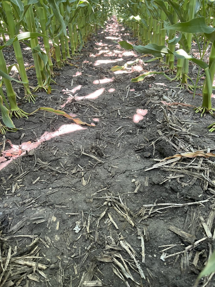 zebulousprime's tweet photo. 75 bu bean straw from last fall.  Where did it go?  Magic spinning loose change.  #tenaciousT https://t.co/sQteG2OoP7