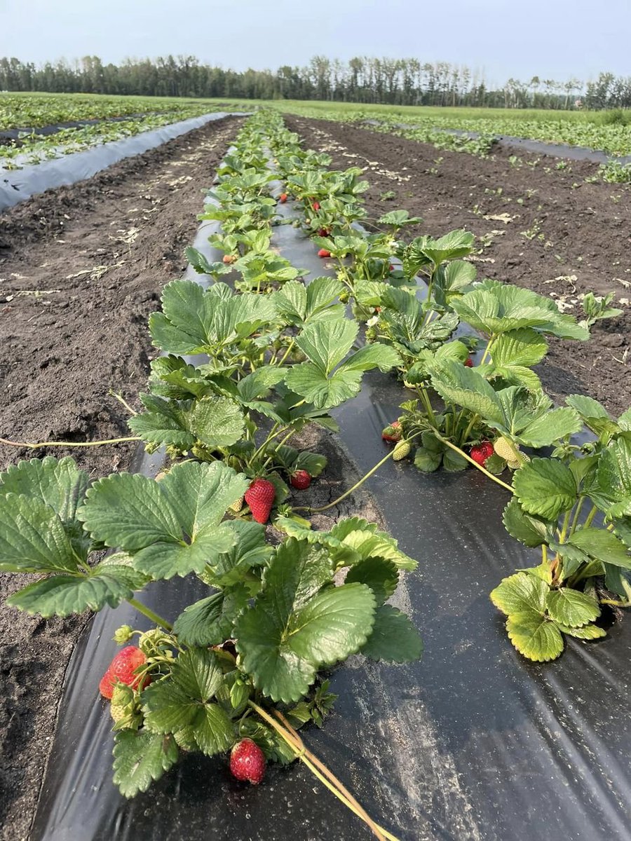 Enjoy fresh and delicious berries all summer long and discover Koornneef Farms'new style of growing strawberries! 🌱🍓

#ExperiendeLacombeRegion