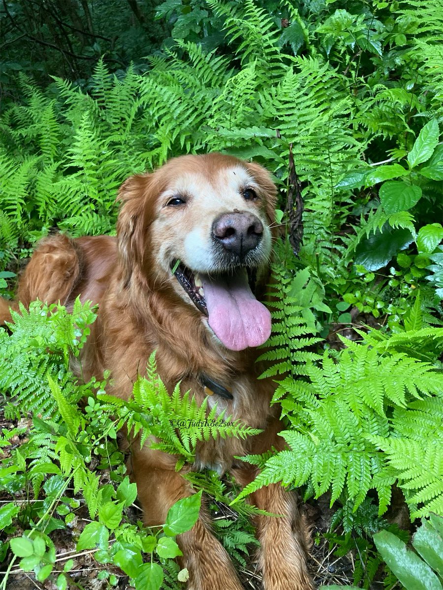 JudyK8e2sox's tweet photo. Goob #Sundaymorning my frens🥰
It me, peeking out from pretty ferns to wish you all a 
#SuperDooper #Sunday 🥰😘❤️🐾☺️
#dogsoftwitter #goldenretriever #sundayvibes https://t.co/Kmr4ZgYljF