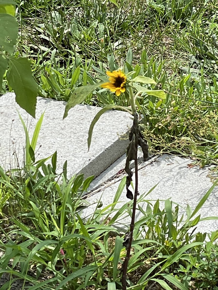 Agtesque's tweet photo. @Brink_Thinker This little sunflower is really trying. I ♥️ her! https://t.co/y8ajonFmZP