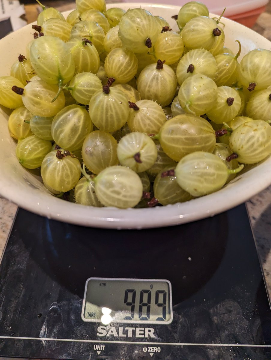 allotmentgrace's tweet photo. My son picked nearly a kilo today!
#gooseberries #allotment #allotmentlove https://t.co/YJe4bbYf4O