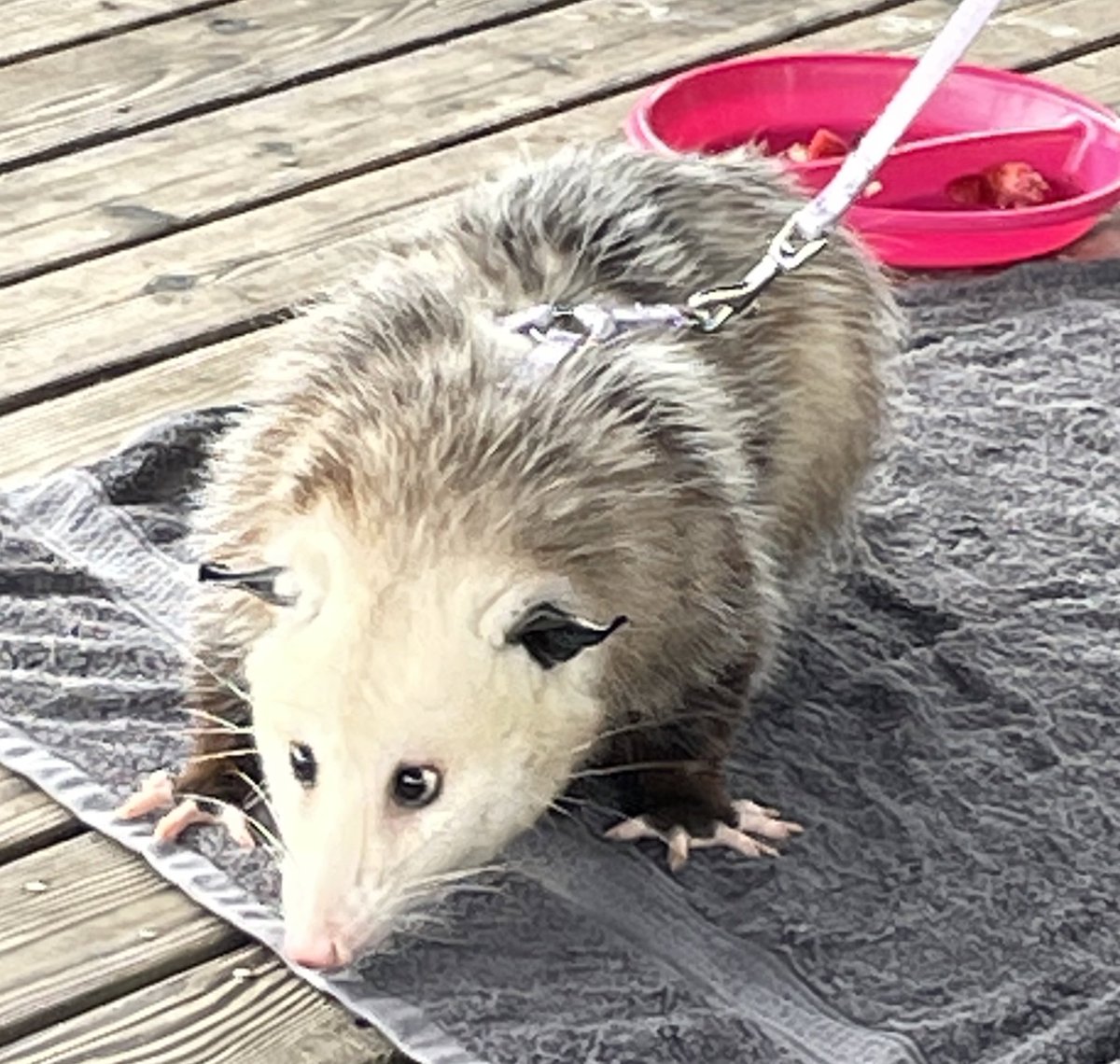 Benjamin Zabar tweet media