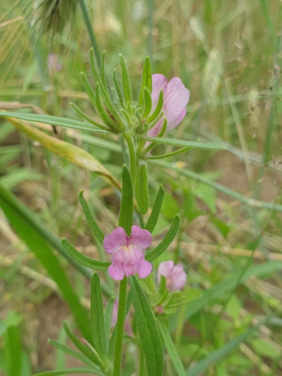 Geïnspireerd door de constante stroom floravondsten van @WVuik @chrosma @stefvanwalsum @zinkviool @urbane_natuur en @Berglinde2 net toch maar even langs 'n bloedheet akkertje gescharreld: o.a. eenjarige hardbloem, korensla, slofhak en akkerleeuwenbek! @FLORONNederland