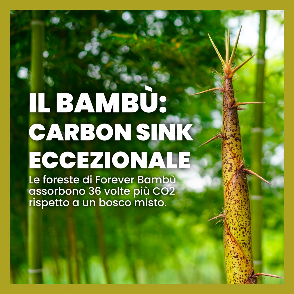 Scopri la capacità di assorbimento di CO2 delle nostre foreste! 🎍

Per ulteriori informazioni ➡️ foreverbambu.com

#foreverbambù #foreverzeroco2 #bambùgigante  #climatechange #climate #climateaction #greeneconomy #greenfinance