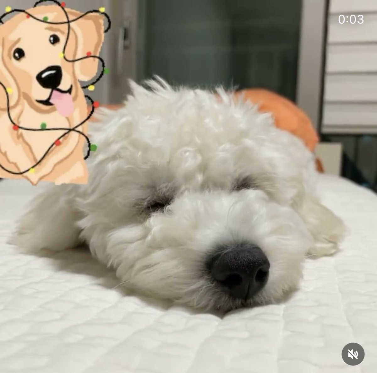 minguritrades_'s tweet photo. my pup first dvsd
#DIVESelcaDay #DVSD #AZZO #IVE https://t.co/HiqHio5ImY