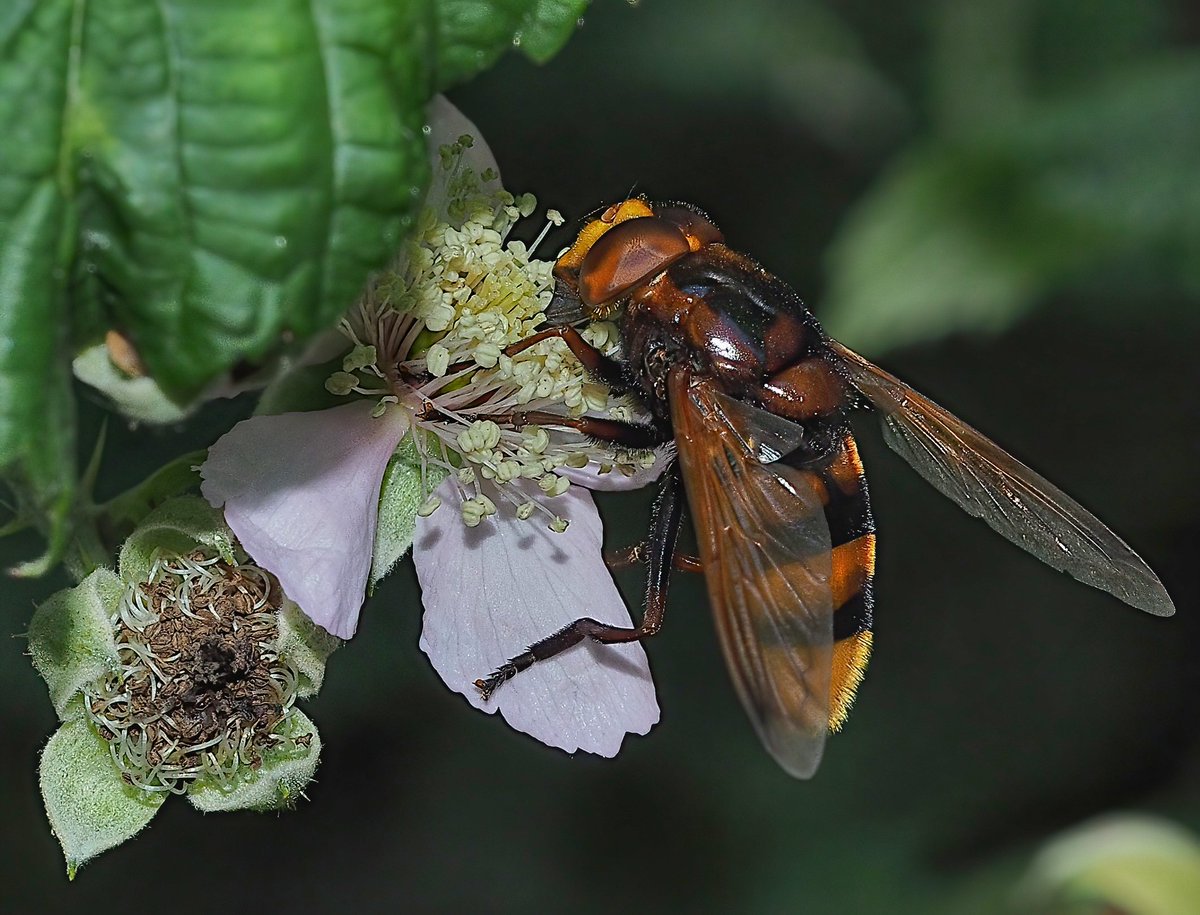 DaveMPhoto's tweet photo. Wings and stripes #macrophotography #macro #olypusomdem5markii https://t.co/2RQeSaMSE8
