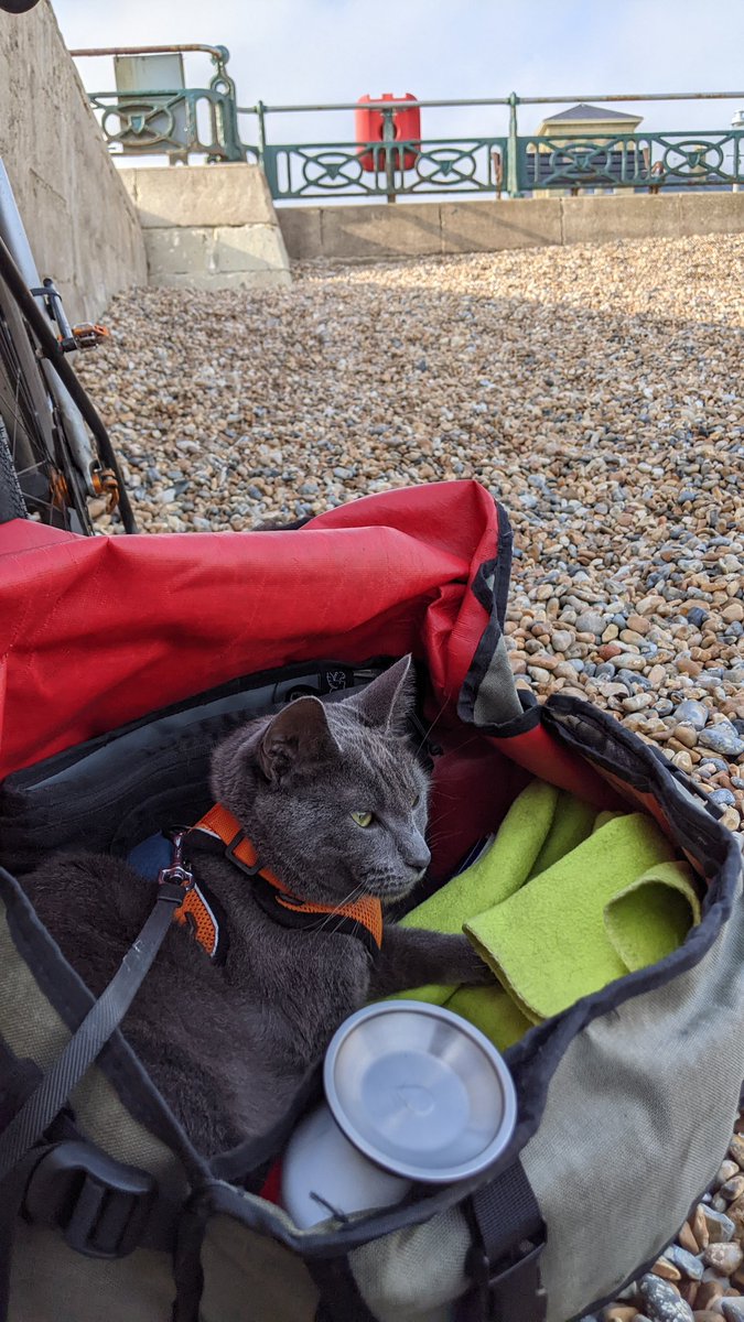 *LOST CAT #Brighton #Hove*

Goose has slipped his harness around the Pier area in central Brighton.

If you see him please contact me or @Ria__Patel immediately.

Please share as much as possible.