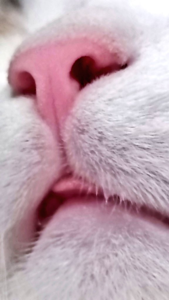 lannaborg's tweet photo. Have a happy Sunday, wherever you are ☀️🌅 #cats #CatsOnTwitter #sundayvibes #SundayFunday https://t.co/Yn2vatd5Zf