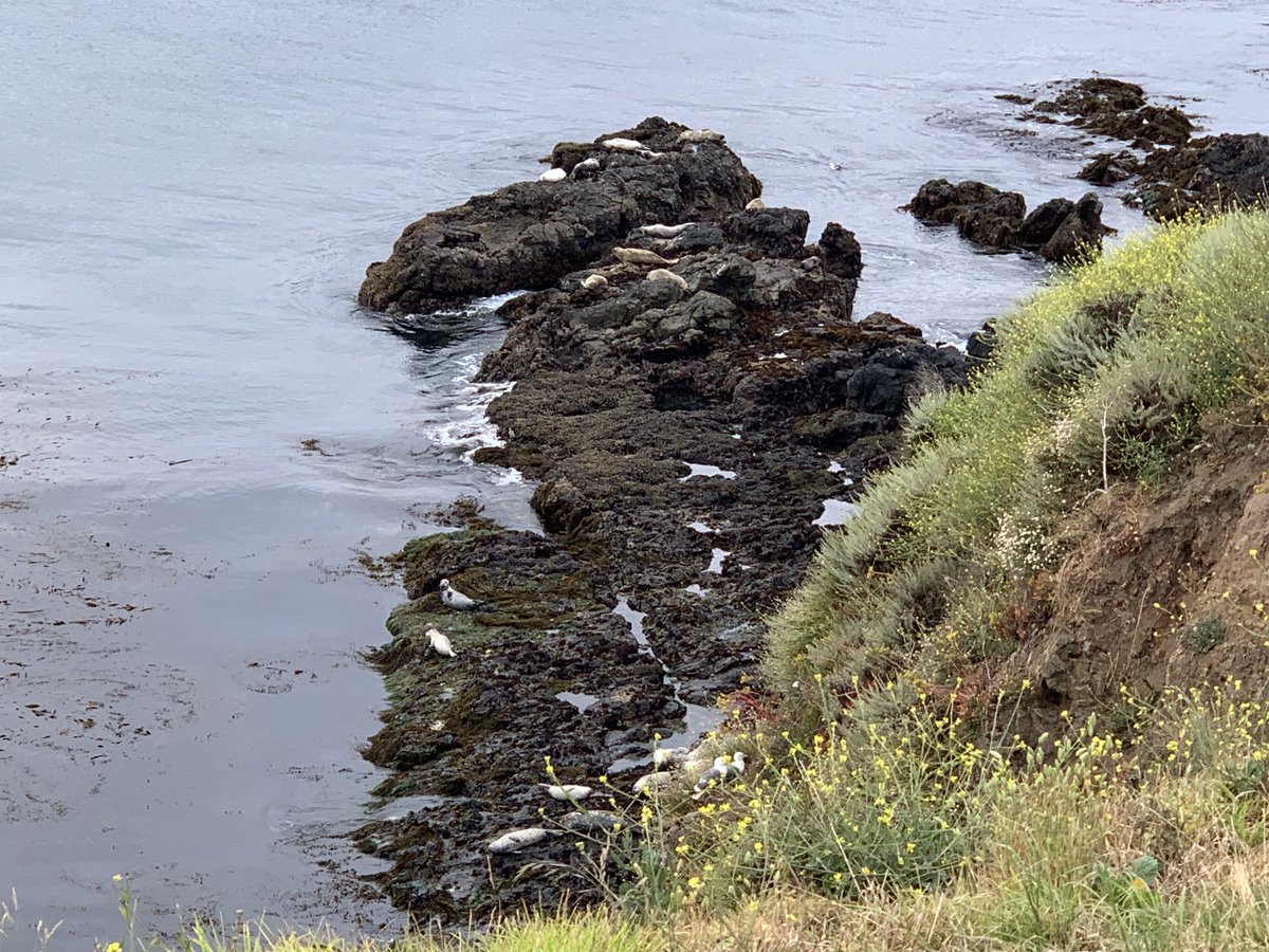 SusanWhite2019's tweet photo. Morning siesta for sea lions off hole 8 https://t.co/pgG5GZON8d