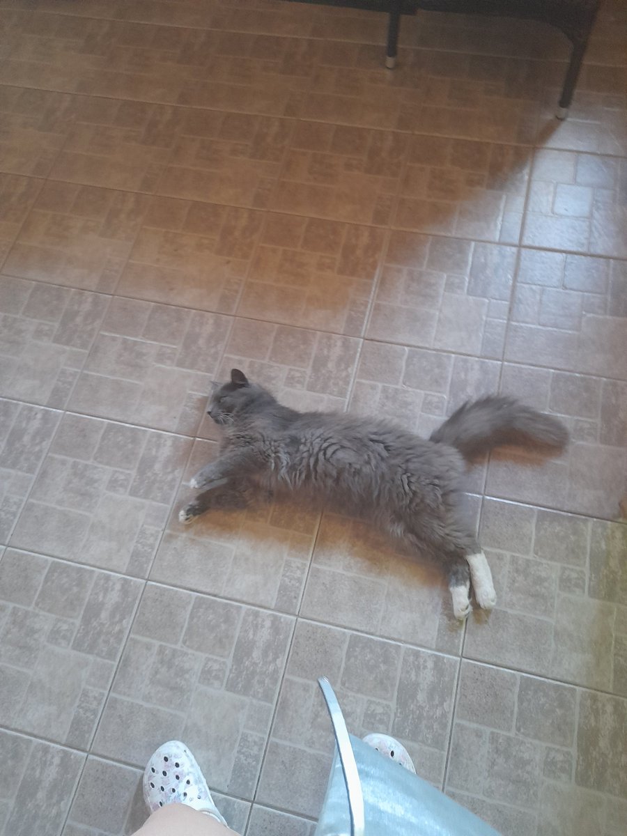 ChickenLTU's tweet photo. Simba the cat https://t.co/hzFxeCu4li