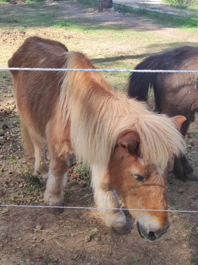 #NICE06 Pour ramener les poneys abandonnés de Vidauban à l'abri à Nice, les Niçois et autres peuvent faire un don, site <a href="/chevalibre06/">chevallibre06</a>, appel 06 14 89 08 29 Frédérique. Reçu fiscal. déductible à 66% des impôts. Article, explications demain ds <a href="/NicePresse/">Nice-Presse · Top infos</a>