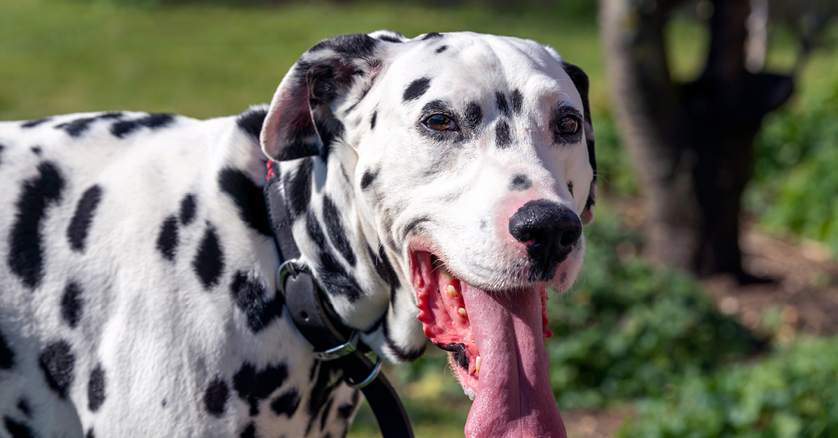 MWI Animal Health tweet media