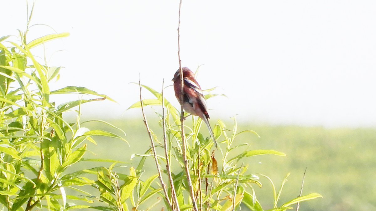 kaitopappa's tweet photo. ＃北海道の野鳥（6）＃ベニマシコ（浜頓別町 ＃ベニヤ原生花園 :2023.7.8）赤い鳥と言えば、ベニマシコとギンザンマシコ。ギンザンマシコは、山で何度か見たことがあるけど、ベニマシコは二度目。ほんと真っ赤っかだった。写真は、逆光で色はイマイチだけど。 https://t.co/CTDsKSHi4I