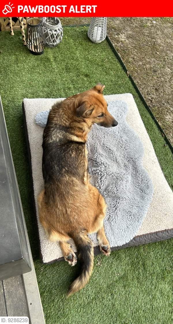 MissingPetsGB's tweet photo. ๐ LEENA went #missing 8 July 2023 on a walk in Humbly Grove Woods, Shalden #Alton #Hampshire #GU34
ยฃ500 REWARD for the safe return of Leena.
She was wearing a red collar with bells on. Please contact number below if seen ๐
https://t.co/kWEu3hfMtZ https://t.co/POYOyOSQ1V