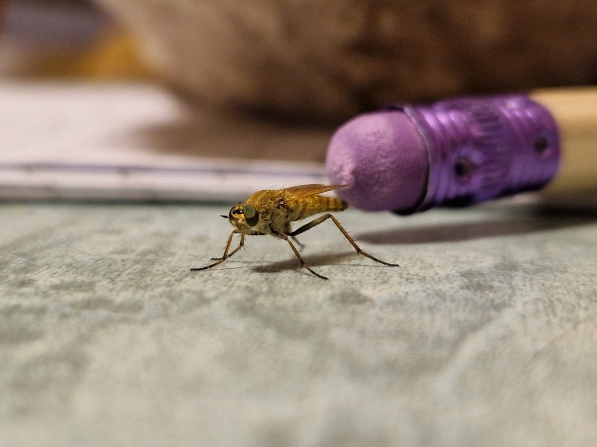 PatrolThoth's tweet image. Any ideas what this is? He was very polite and posed for a few photos before flying away
#insect #fly #doesitbite