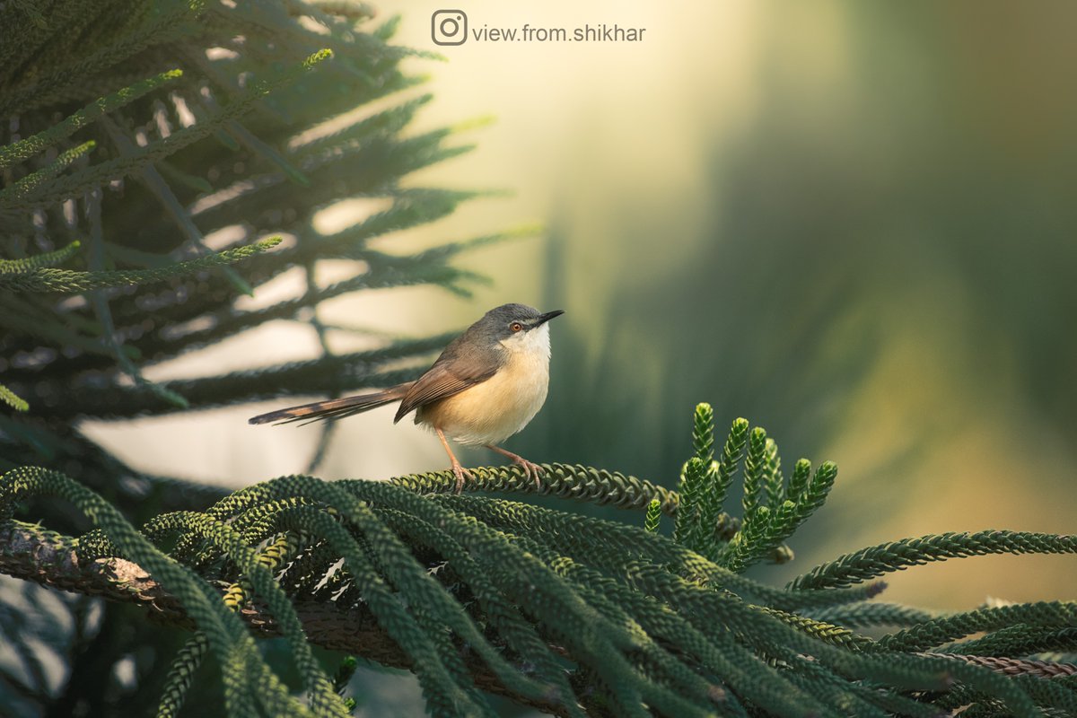 Nature's Morning Serenade: Ashy Prinia delicately settled on Araucaria, embraced by the enchanting morning light.

#ThePhotoHour #SonyAlpha #CreateWithSony #SonyAlphaIn #IndiAves #BirdsOfIndia #birdwatching