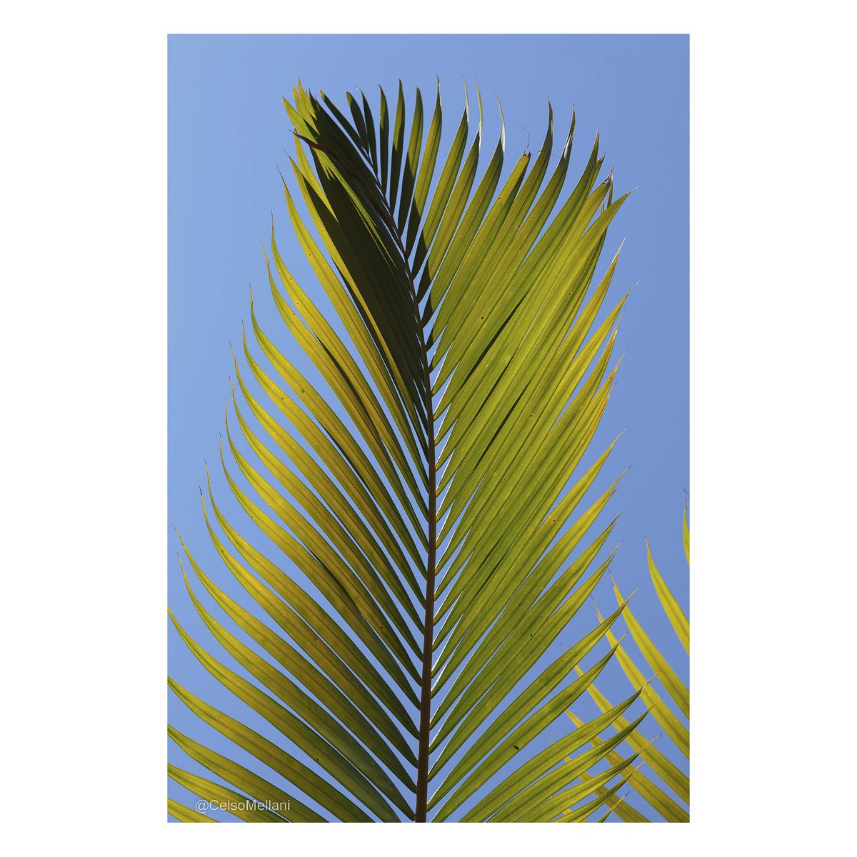 CelsoMellani's tweet photo. Good Vibes ☀️
#fineart #print #art #photoart #nature #fotonaparede #artenaparede #arquitetura #decor #ambiente #decoracao #construção #nftcollector #NFTCommunity #cryptoart https://t.co/Xj0J0dmiTo