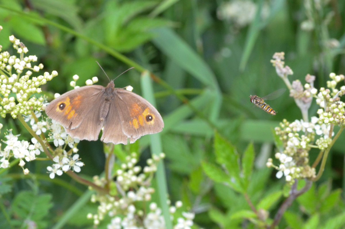 Annette Hall tweet media