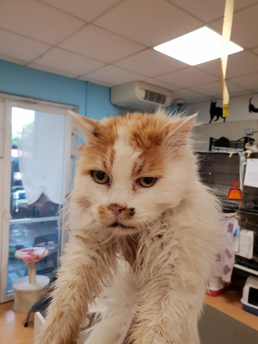 Zogno Comunicazione - Dicembre 2012 - Comune di Zogno, image size:900x1200