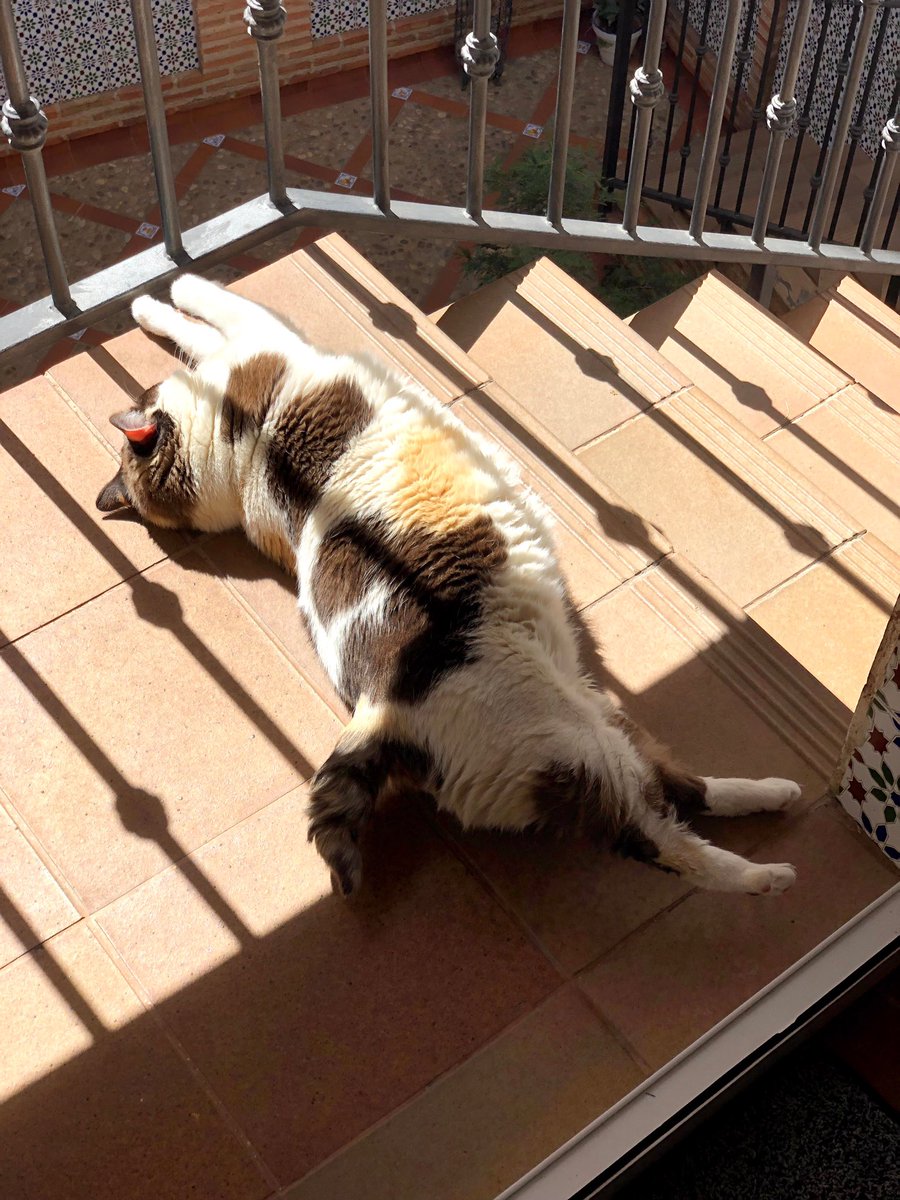 V_Albo_'s tweet photo. @madredecabrones @anacum3 A ver si mi gata Patrocinio haciendo la croqueta tiene más likes que Ana Pastor. 
Twitter, haz tu magia. https://t.co/41KZcbwTYm