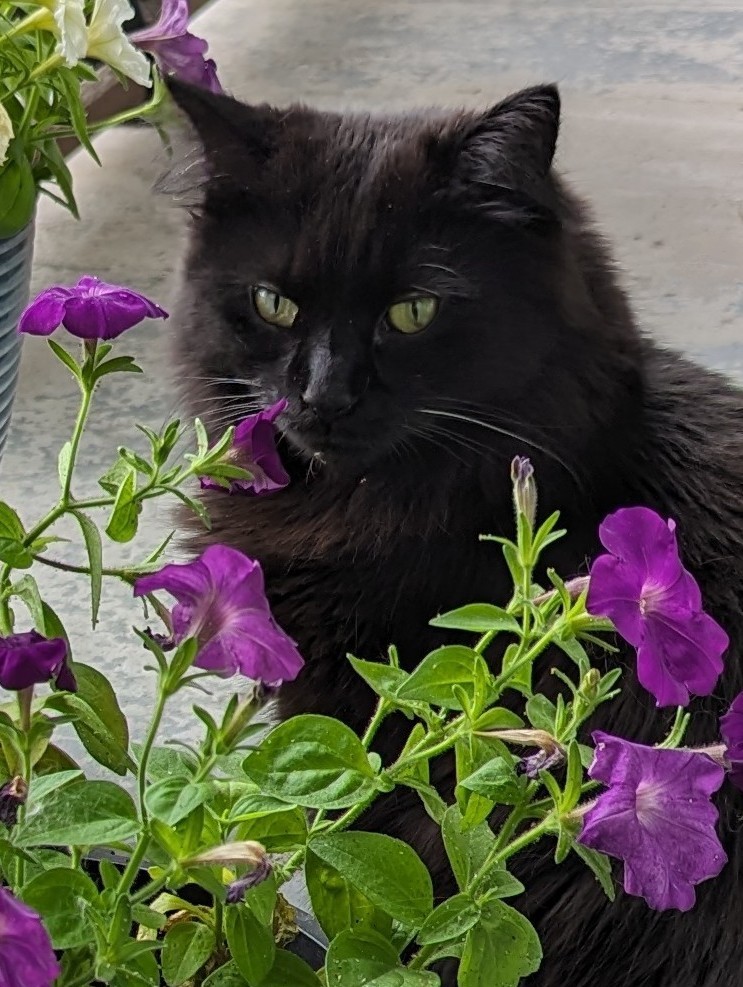 Jackson The Cat tweet media