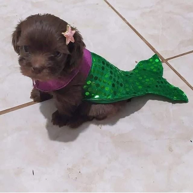 💖 (@twaniimals) on Twitter photo 