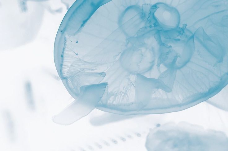 🌊.*•° Soft blues