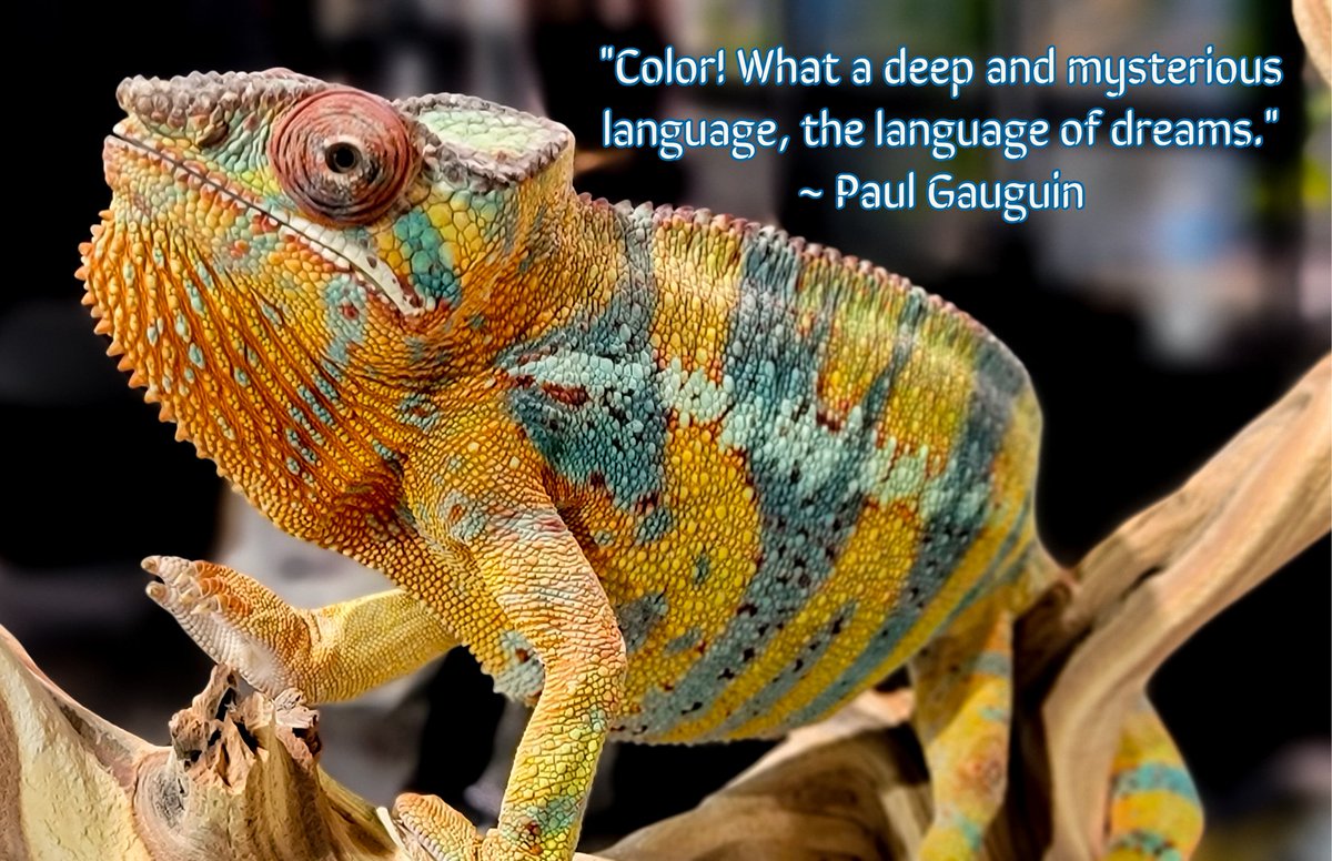 #quotable #herpetology #pantherchameleon