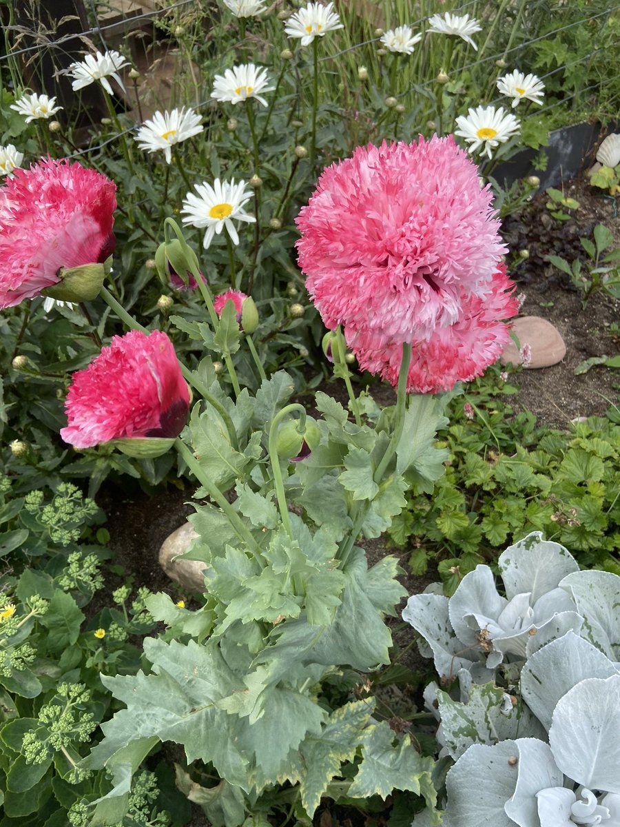 Jenallamadingdong 🏴󠁧󠁢󠁳󠁣󠁴󠁿🇺🇦🇪🇺 tweet media