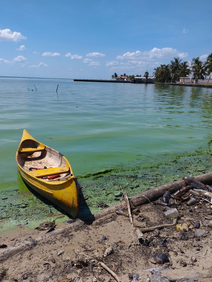 sciencelover_rs's tweet photo. ¿Recuerdan el verde intenso (y de olor fétido) del lago de Maracaibo?🤢🌊

Han detectado la presencia de Microcystis, una cianobacteria que produce la “microcistina”, tóxica para la fauna y para los humanos que estén en contacto con ella⚠️👇 https://t.co/jPsx3FRsyd