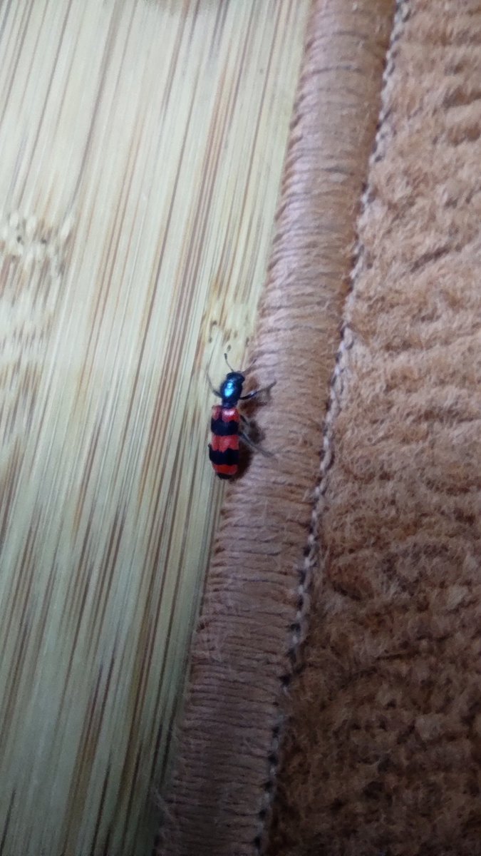 Русня, бійся це інженерне диво таємних натовських біолабораторій з України. Цей нововиведений вид Insecticus Bandericus становить смертельну загрозу для русні, але безпечний для українців. Є ворогом для колорадського жука.