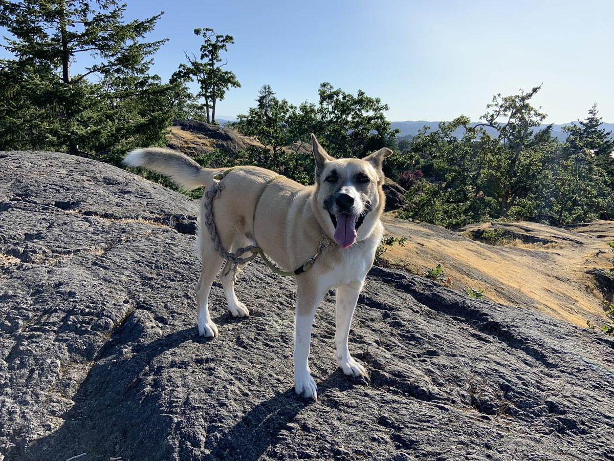 YourHumanPets's tweet photo. Frankie earning his off-leash freedom with good behaviour.
HINT: belly wrapping the leash at first gives something to grab onto incase of any mischievous games.
#dogs #dogsofvictoria #highrockpark #yourhumanpetservices #dogwalker https://t.co/HlA1SbYYEW