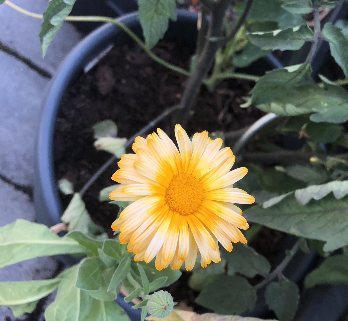 herzmuskelkater's tweet photo. Wieso hat die Ringelblume plötzlich diesen hübschen Ombré-Look?
#GartenEchoo
#Garten
#Gartenbubble
#Natur https://t.co/57xzcd3IdU