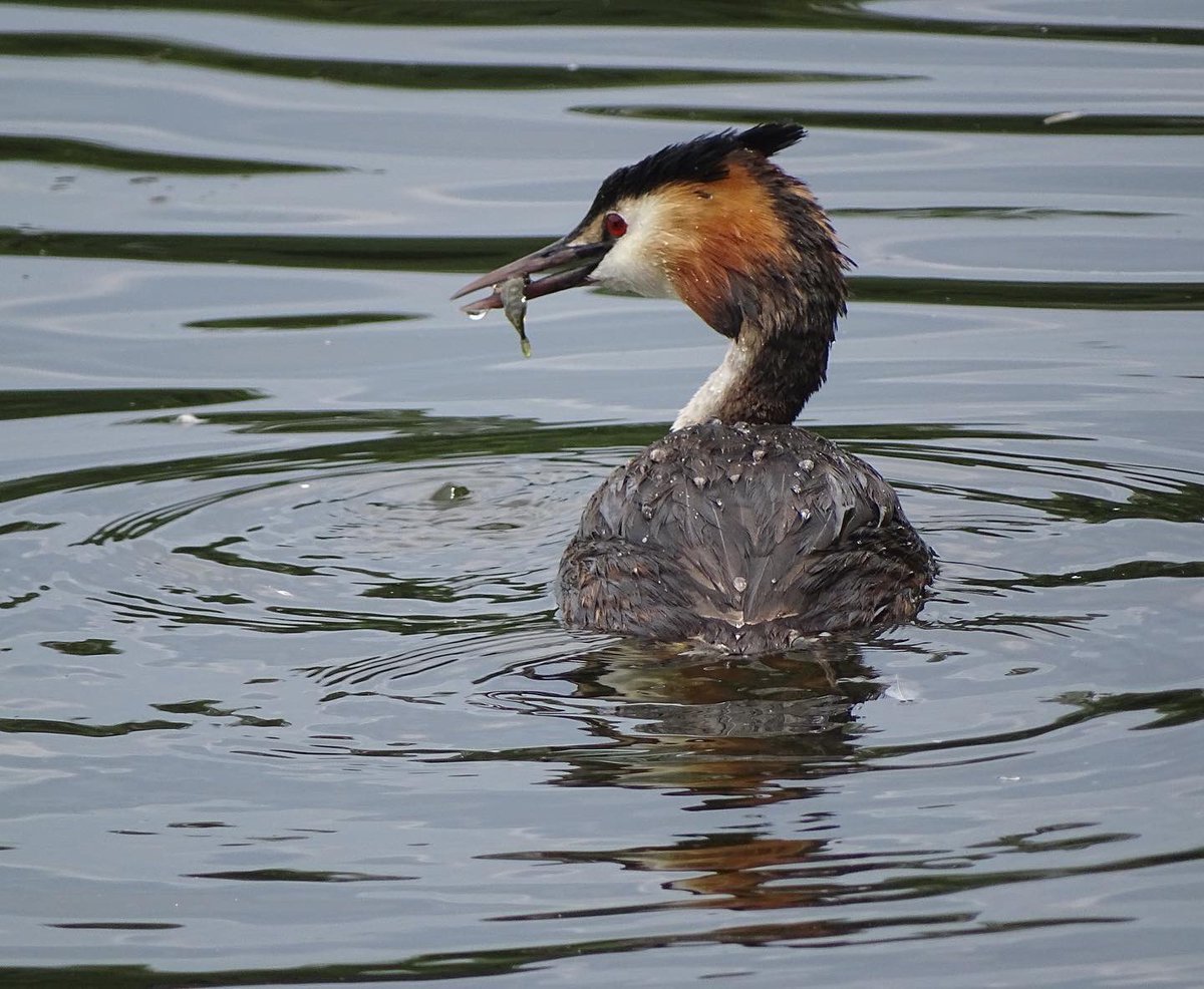 laurabgordon's tweet photo. Great crested grebes at Linlithgow Loch https://t.co/Yrb3oc79SO