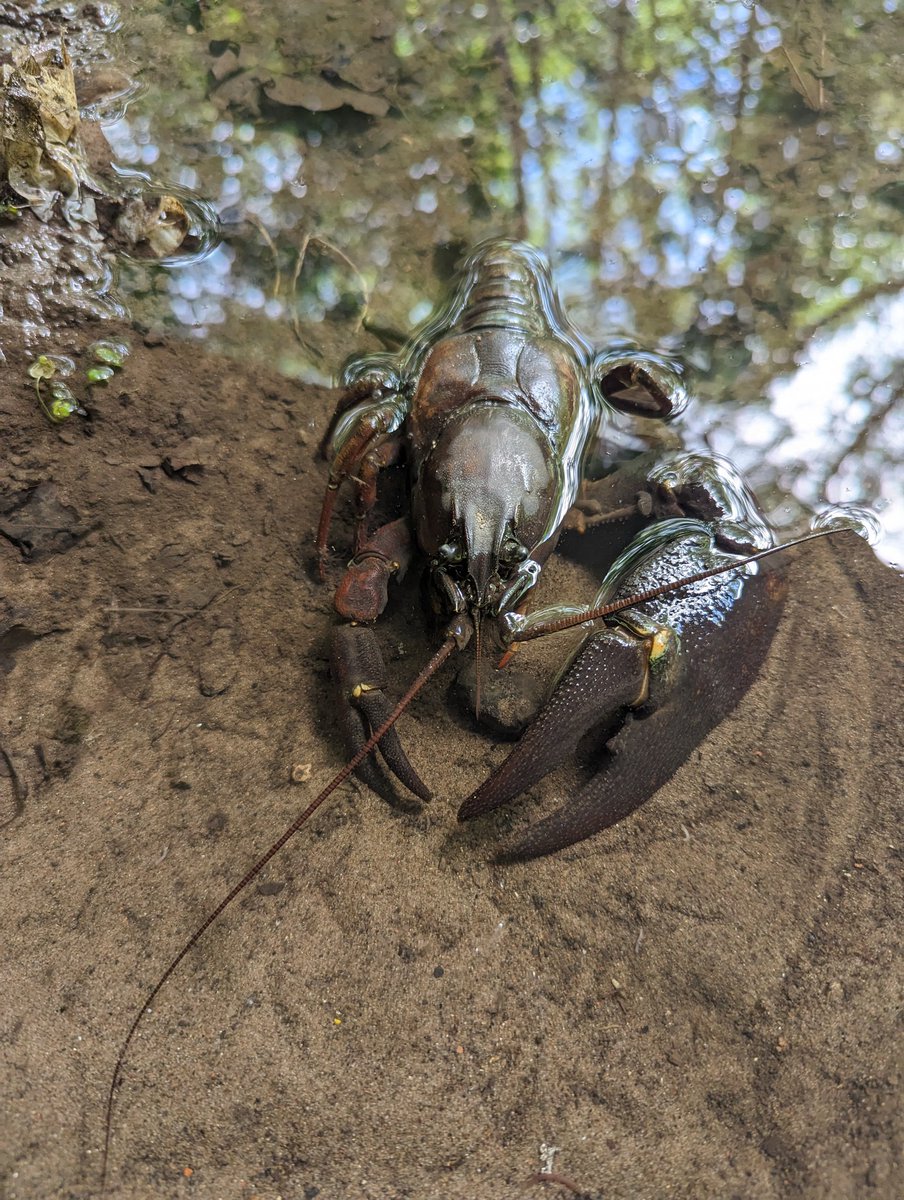 TawdFriends's tweet photo. Unfortunately, we found a live Signal Crayfish in Tawd Valley Park this afternoon, caught in a puddle after the river flooded its bank after heavy rainfall. ASC are an INNS and can cause serious issues for native wildlife. We have reported this incident to the Environment Agency. https://t.co/5i1gblhipD
