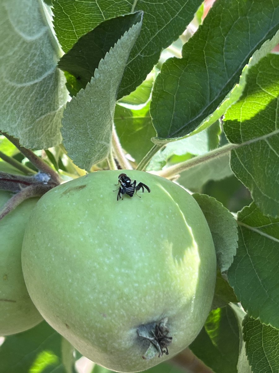 The first apple maggots of the year have been detected in monitoring traps in southern Michigan. I even saw some flying around orchards last week. More info on this pest here: canr.msu.edu/ipm/diseases/a…