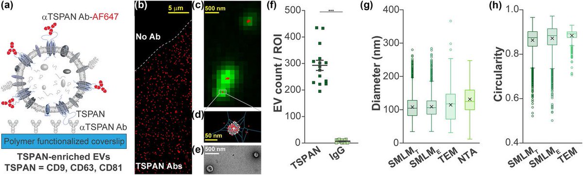 Breaking barriers in biomarker discovery! This is SEVEN, a method to isolate &amp; characterize EV subpopulations. A whole new avenue in disease detection &amp; analysis. Read more🔬 doi.org/10.1002/jev2.1… 

#EV #CancerResearch #ScienceTwitter