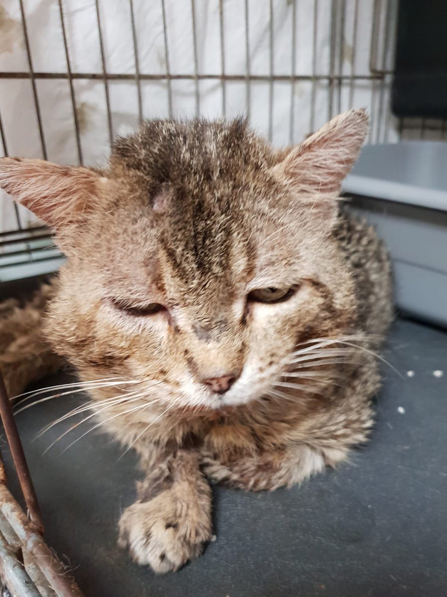 GattileG's tweet photo. GIOSY, micione anziano cieco (o ipovedente) per problemi neurologici forse x un vecchio trauma. Dolcissimo e autosufficiente. Per lui cerchiamo una sistemazione tranquilla senza bambini e senza altri animali (o pochi gatti non dominanti). https://t.co/jbXBJCTFyv