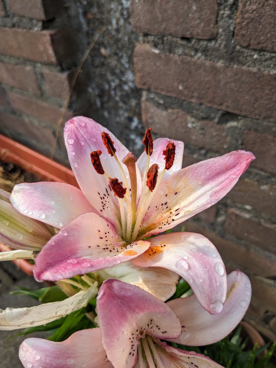 Formaldehyde tweet media