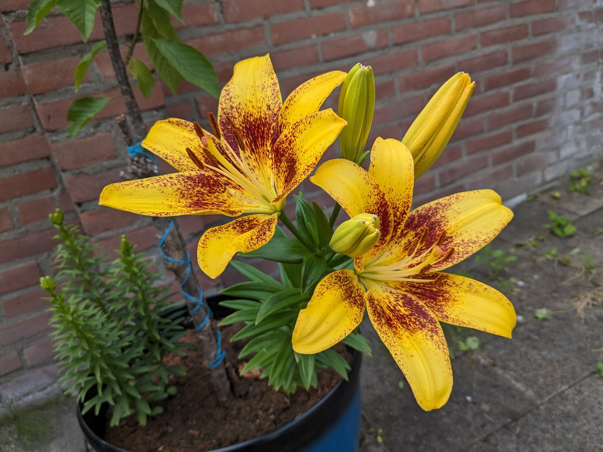 Formaldehyde tweet media