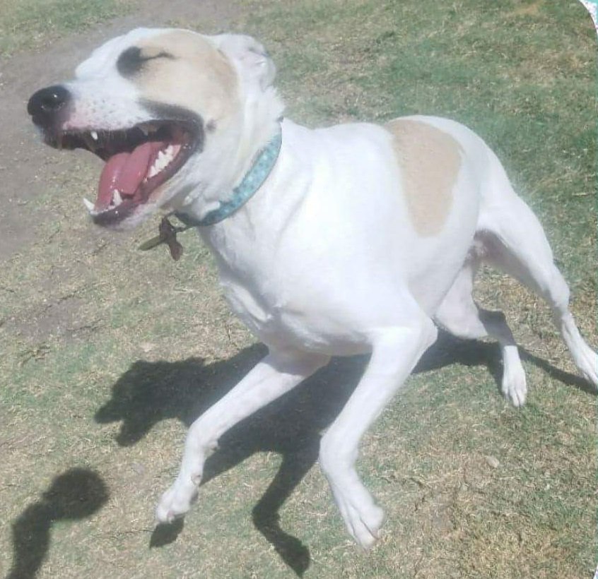 RubyDawgOffcial's tweet image. #Rubydawg:
DFW-Texas mutt of unknown mix (we think Bull Terrier mix). Pound puppy. Rescue dog.
Former stunt queen of the DangerDawgz &amp;amp; #theRuffRiderz. Founding member of the #DangerDawgz.
Now retired and living her best life with her family.